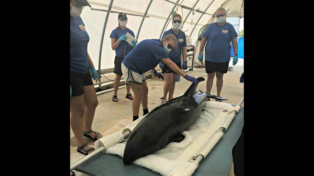 Staff at the Institute for Marine Mammal Studies in Gulfport examine a melon-headed whale, which is actually a species of dolphin. It was stranded on the beach in Fort Morgan, Alabama, in September 2017 and brought to IMMS for rehabilitation.