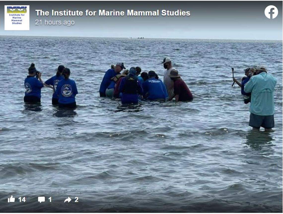 A screen grab of a Facebook post from the Institute for Marine Mammal Studies shows a dolphin that was stranded in a Louisiana retention pond being released back into the wild on Sunday.