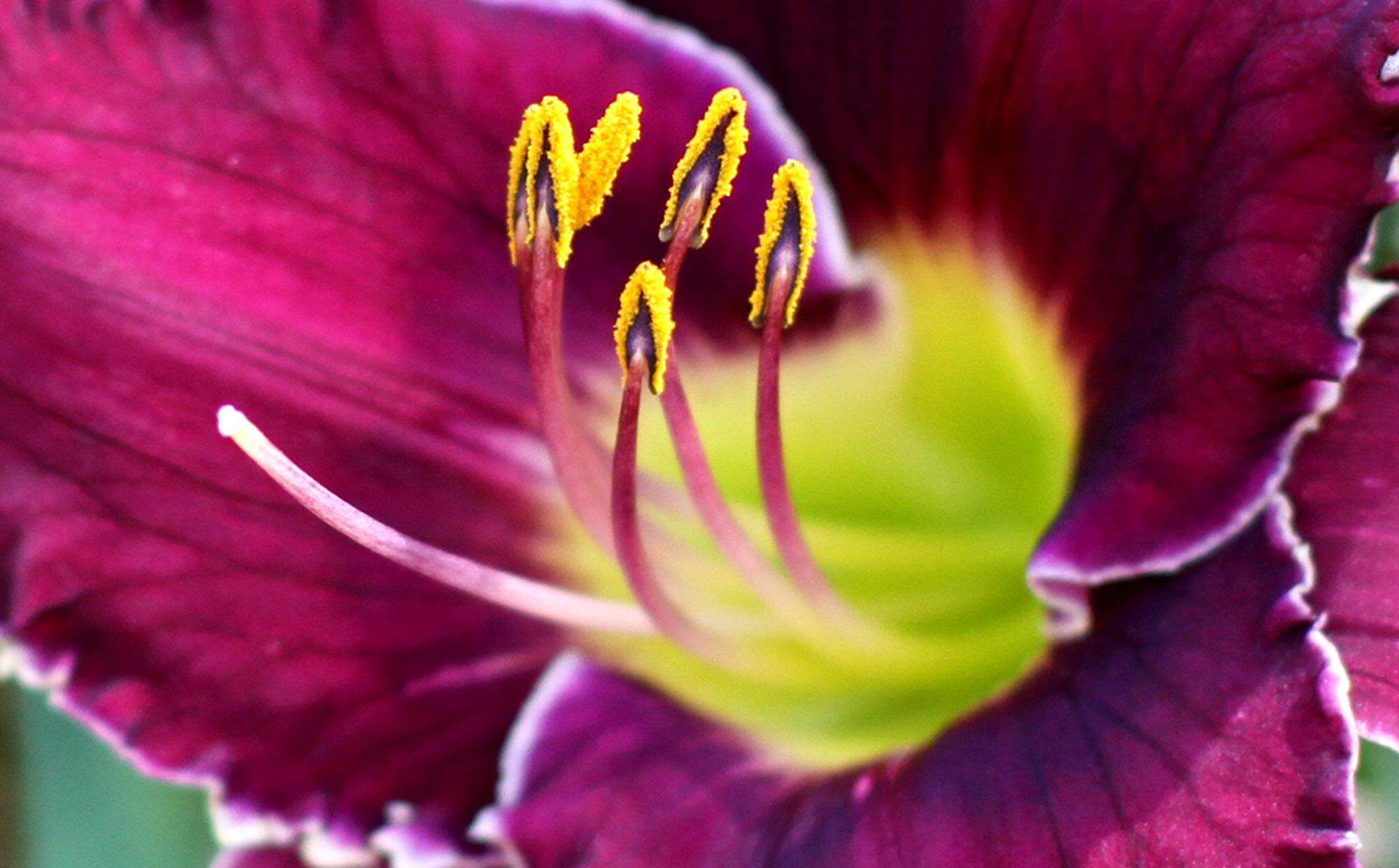 Tommy Maddox grows one of a kind day lilies | Biloxi Sun Herald