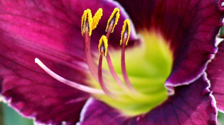 Tommy Maddox grows one of a kind day lilies