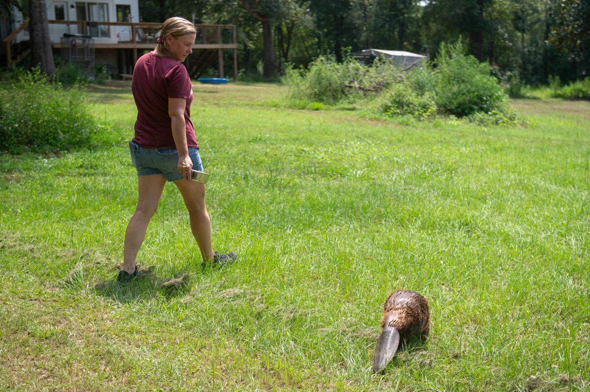 Holley Muraco, a marine mammal scientist and research professor at Mississippi State University, walks with Tulip back to her enclosure after Tulip swam in her pool at Muraco’s property in Kiln on Thursday, Aug. 15, 2024.