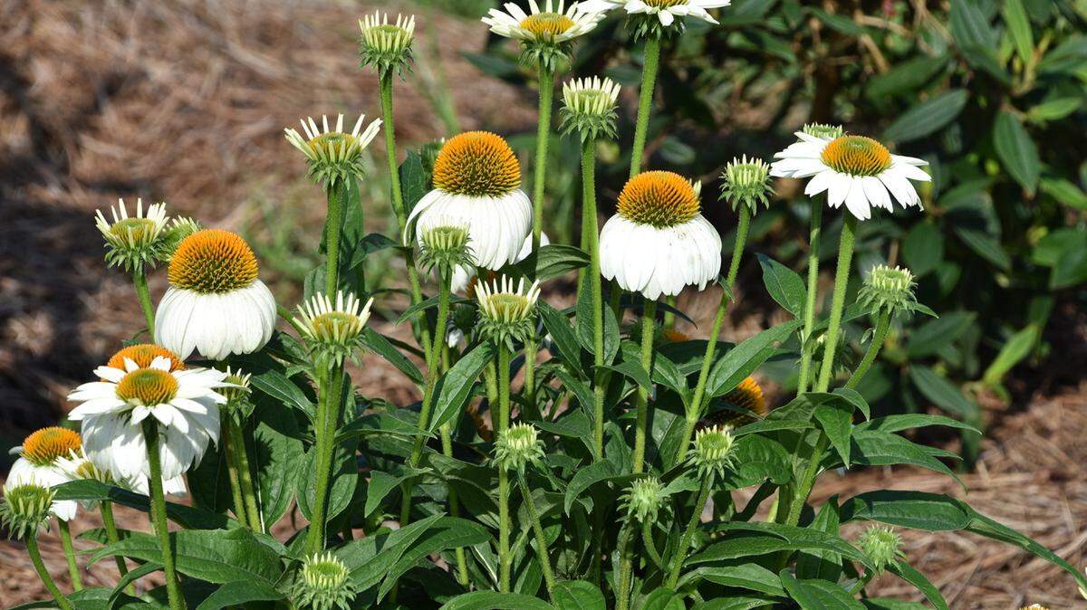 GARY BACHMAN/MISSISSIPPI STATE UNIVERSITY EXTENSION SERVICEWhite Swan derives from an Echinacea Bravado seedling that produced white flowers. It is often paired with Bravado as a landscape combination.