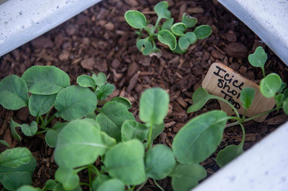 Icicle short top radishes growing in a planter outside Radish, a new restaurant in Long Beach, on Thursday, Aug. 4, 2022. Radish tries to grow lots of its own ingredients, including basil.