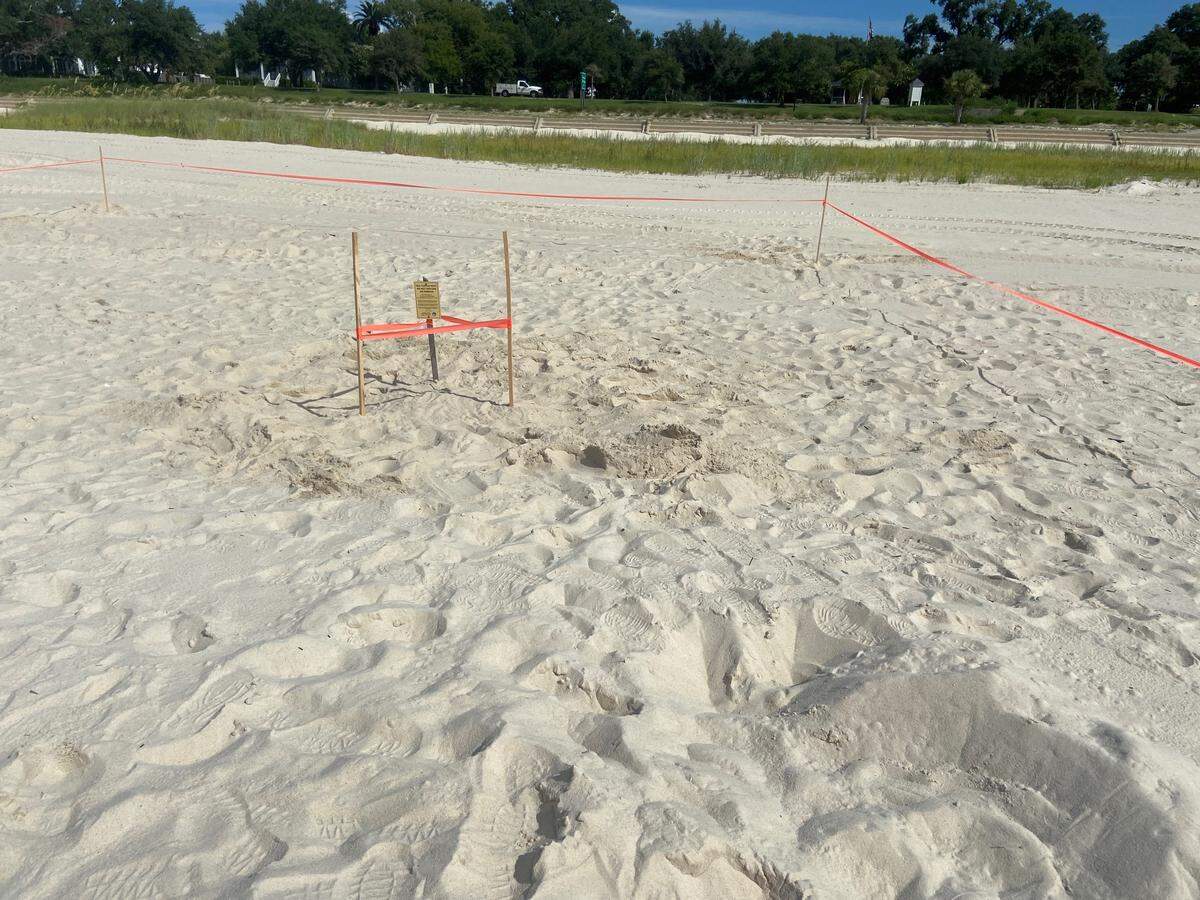 Tape and stakes have been places around the nest, which was found in Pass Chrisitian, to prevent beach equipment and the public from harming the eggs.