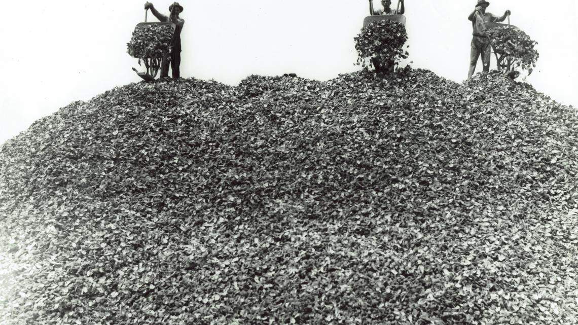 Coast Chronicles: Oysters, oysters, everywhere! Or not!