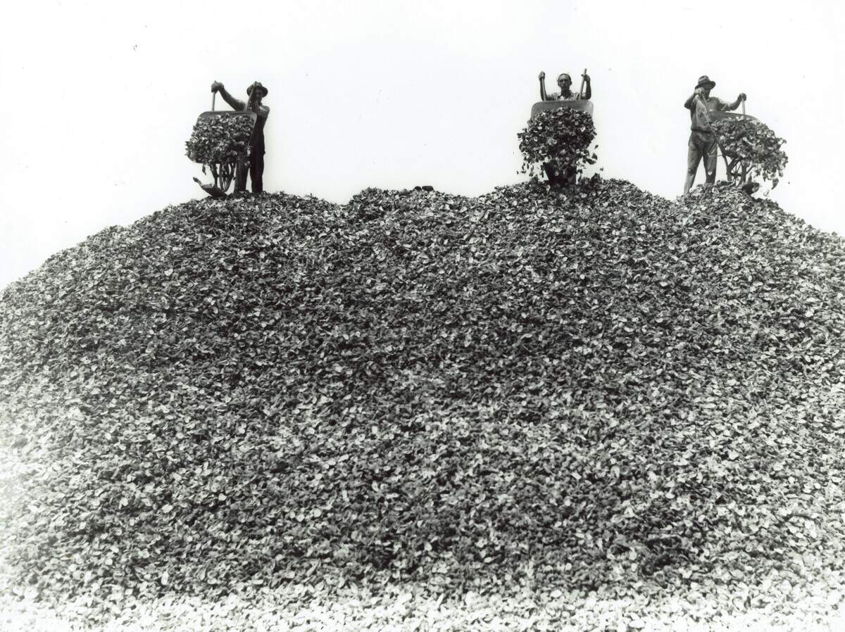In the early 1900s seafood factories bustled across the Mississippi Gulf Coast. During the colder months when it was oyster season, the by-product was shells, pictured here near Biloxi factories. The shells were used for land fill, road paving, creating more oyster reefs and chicken grit.