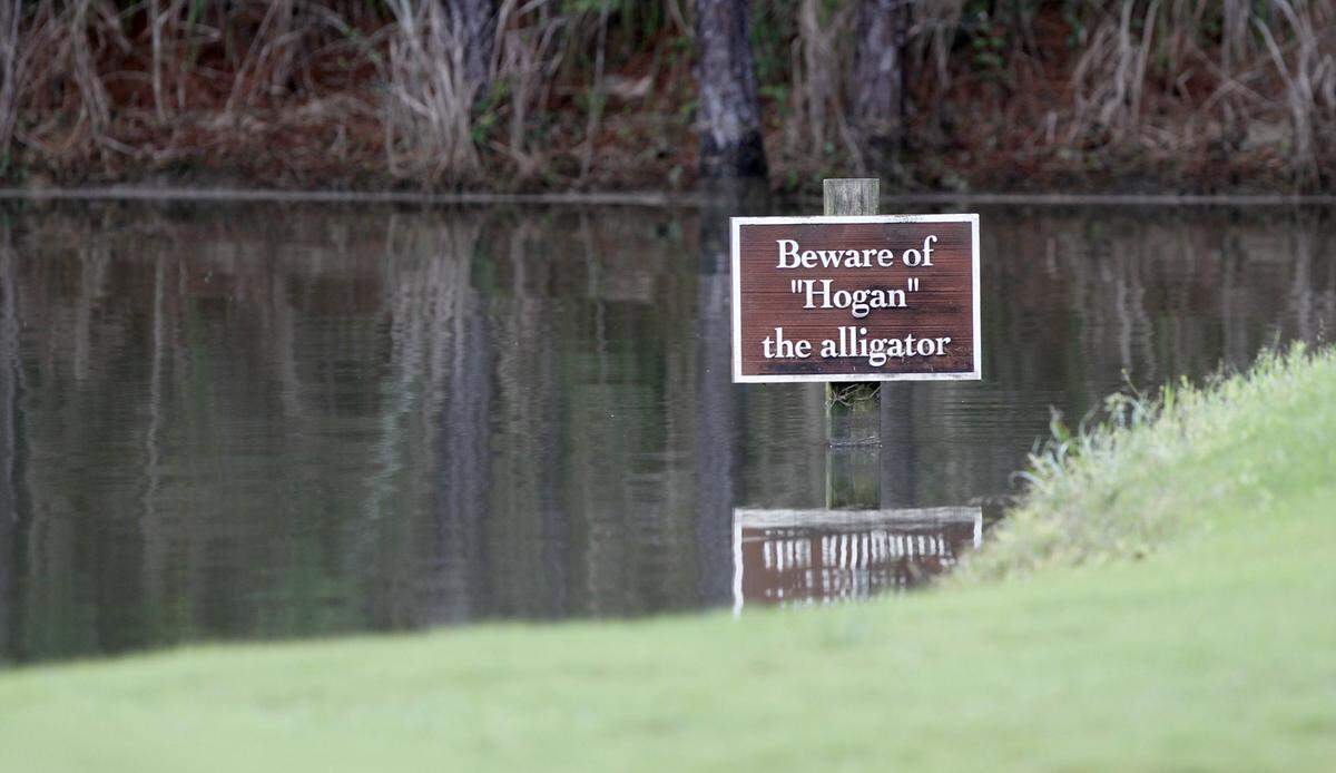 TIM ISBELL/SUN HERALDHogan the alligator has yet to make an appearance at the first round of the Mississippi Gulf Resort Classic at Fallen Oak, Saturday, Apr. 2, 2016.