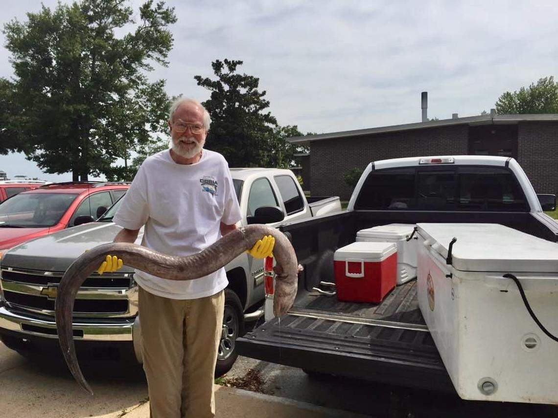 Fisheries scientist Jim Franks holds a king snake eel dropped off at the Gulf Coast Research Laboratory to be identified. “This happened often, because Jim was the expert on everything.” said his friend Pamela Moeller of GCLR.