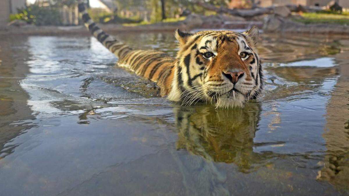 HILARY SCHEINUK/ADVOCATE 
 Mike VI, a Bengali-Siberian hybrid tiger, is LSU's resident live mascot. It was announced Monday that Mike was diagnosed with spindle cell sarcoma.