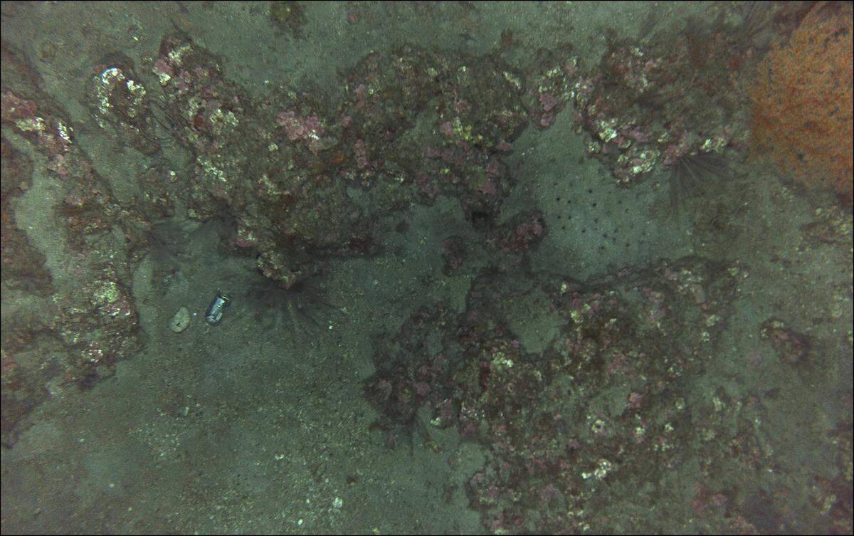 On the Mountain Top Bank reef, a tin can be seen among varieties of coral photographed by an uncrewed underwater vehicle launched by the Hydrographic Science Research Center at the University of Southern Mississippi.