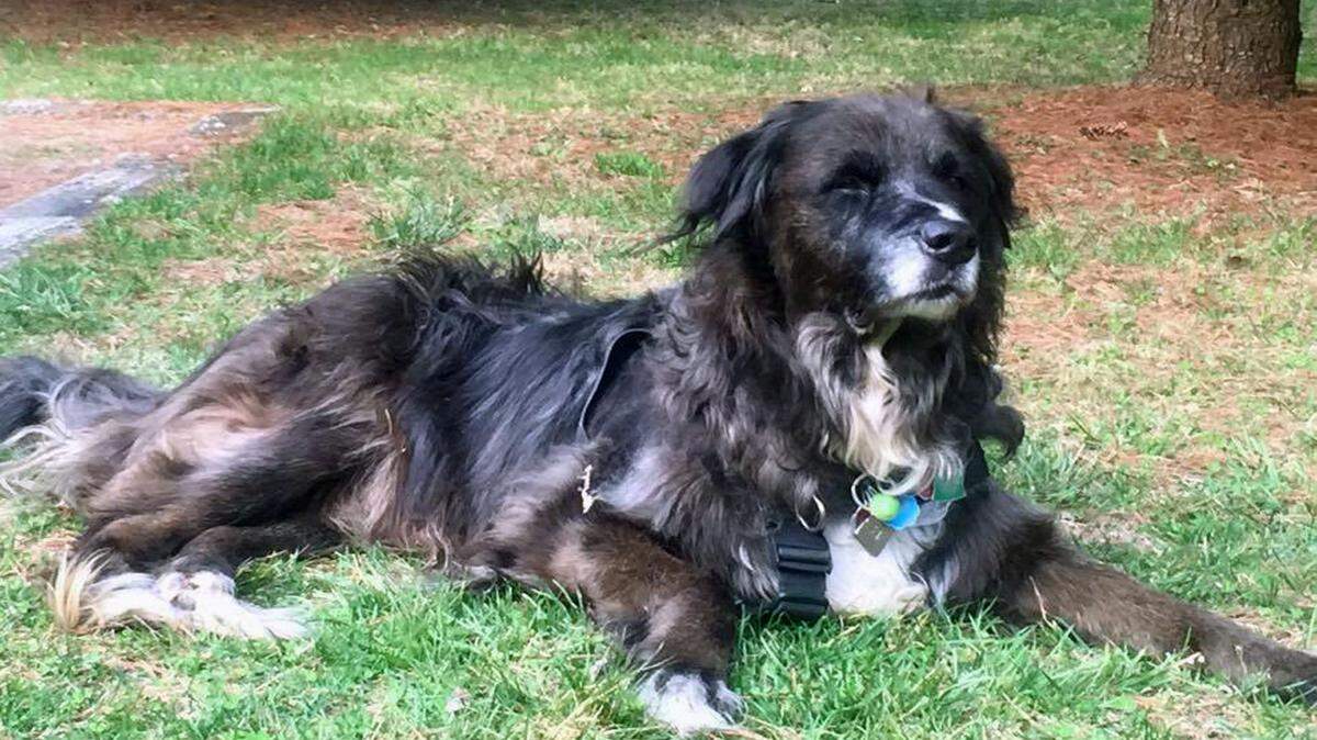 Courtesy Martha EubanksHarley, a Rottweiller-Australian shepherd mix, served Martha Eubanks as a service dog for the 12- 1/2 years she had him. He also was the first service dog used in the Ocean Springs School District.