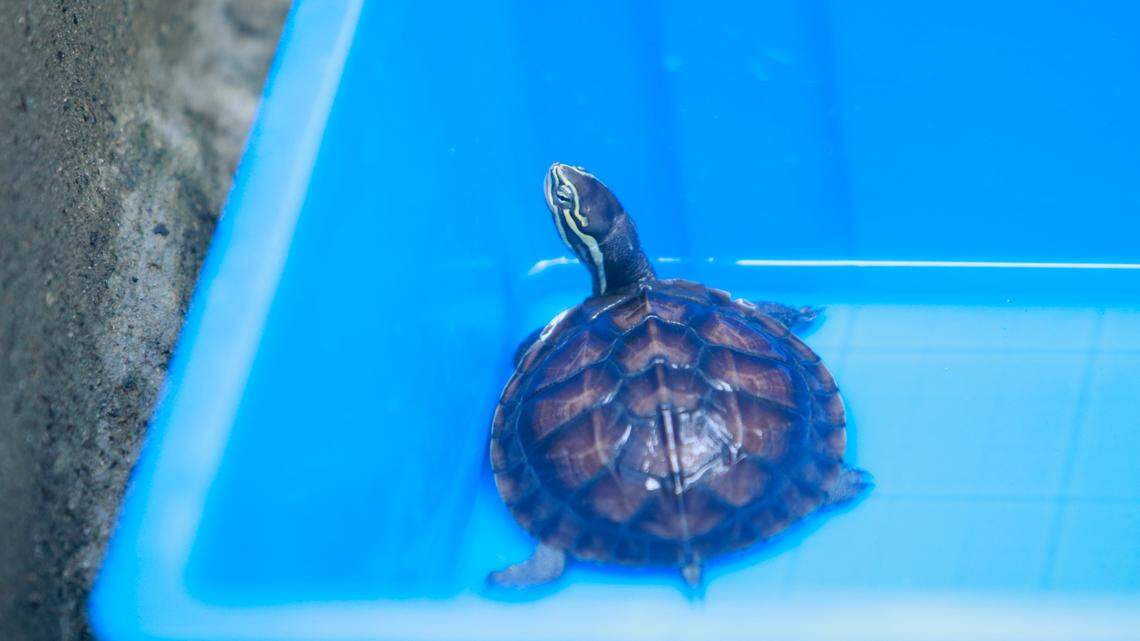 At least 15 people in 11 states have been sickened with a strain of salmonella tied to pet turtles sold online, according to the CDC. Actual turtle linked to outbreak is not pictured. (AP Photo/Hau Dinh)