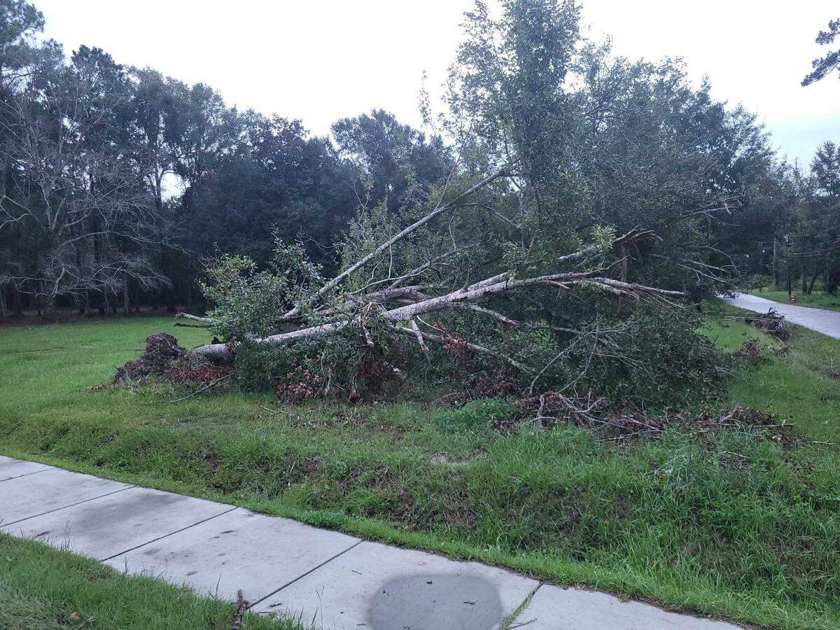 A tree is uprooted on Martin Bluff Road in Gautier. Winds and fallen branches have contributed to thousands of power outages as Hurricane Francine left a mark on South Mississippi.