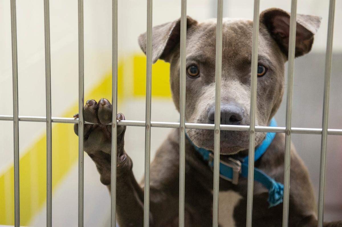 A dog looks out from its kennel at the Humane Society of South Mississippi in Gulfport on Thursday, July 7, 2022.