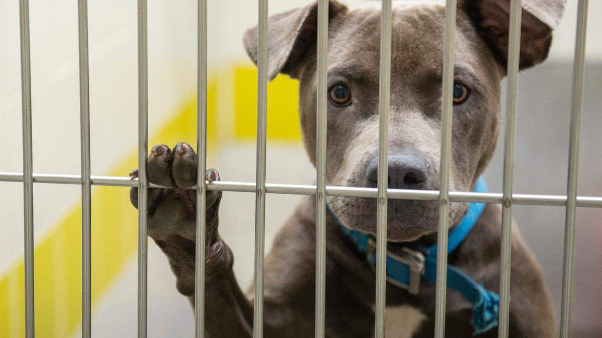 A dog looks out from its kennel at the Humane Society of South Mississippi in Gulfport on Thursday, July 7, 2022.