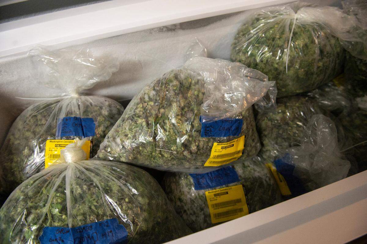 Bags of marijuana in a freezer at Green House Social in Ocean Springs on Tuesday, July 16, 2024. The bags arrive to be processed in large freezers that are loaded onto trucks.
