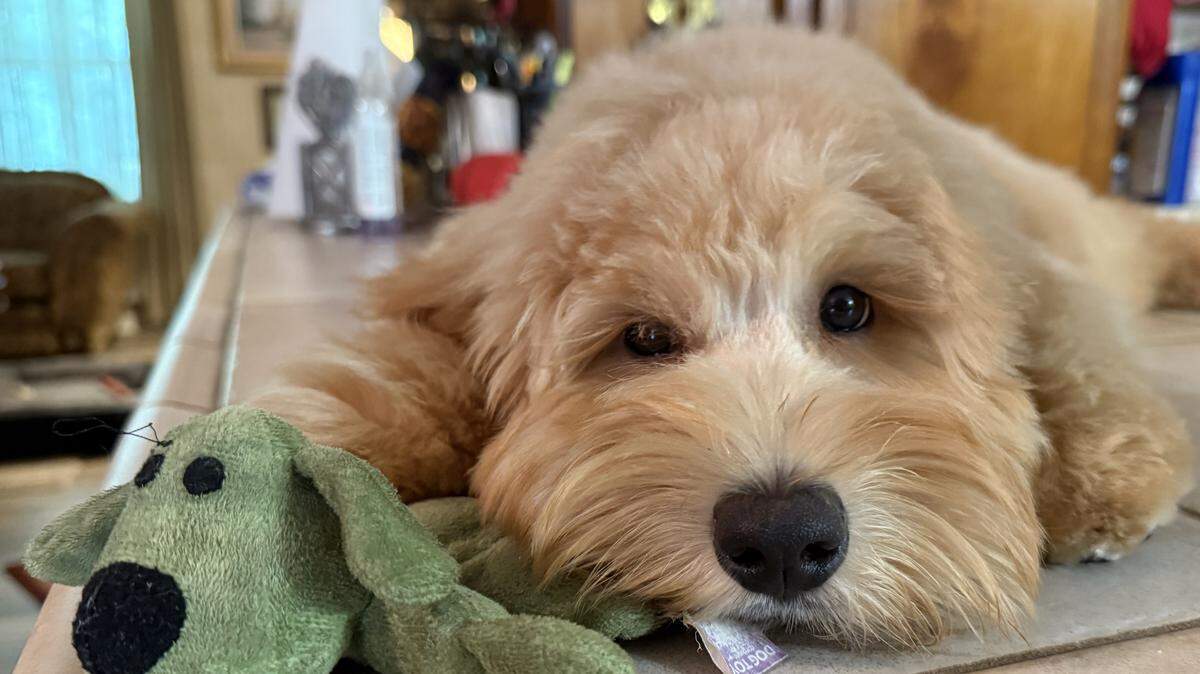 Sun Herald readers chose Eli as the cutest dog on the Mississippi Coast in our poll.
