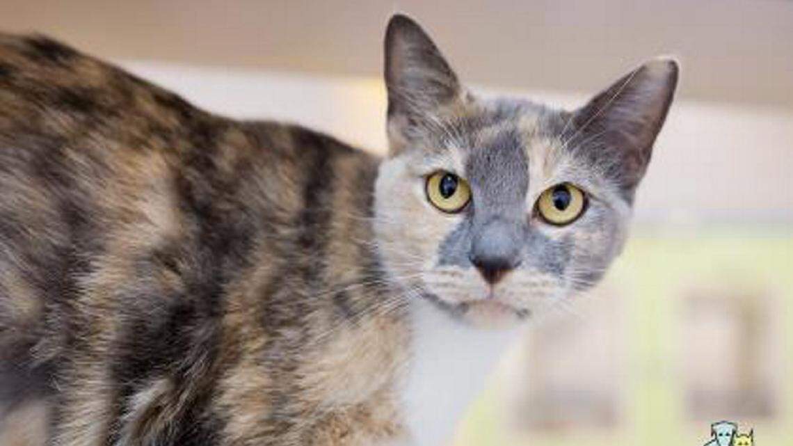 Meow! Cute kitty is HSSM pet of the week