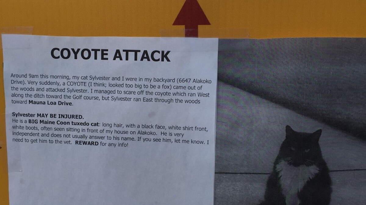 PHOTO COURTESY VIRGINIA SIMONSDiamondhead resident Virginia Simons posted this photo of her cat Sylvester and an account of the Saturday morning coyote attack in her driveway on Alakoko Drive.