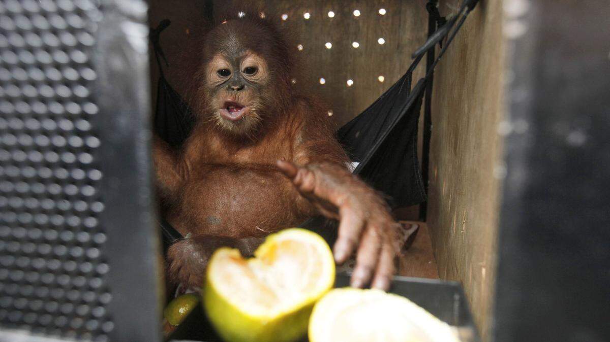 An estimated one-year-old Sumatran orangutan eats oranges inside a cage upon arrival at Kuala Namu International Airport in Deli Serdang, North Sumatra, Indonesia, Tuesday, Oct. 20, 2015. Two infant orangutans confiscated from smugglers by Malaysian authorities in July were returned to Sumatra Tuesday to undergo rehabilitation program which will prepare them for their release into the wild. (AP Photo/Binsar Bakkara)