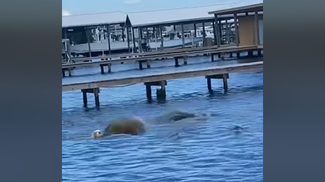 “Flip was fine, just a little shaken up,” the Alabama beach shared with the video.