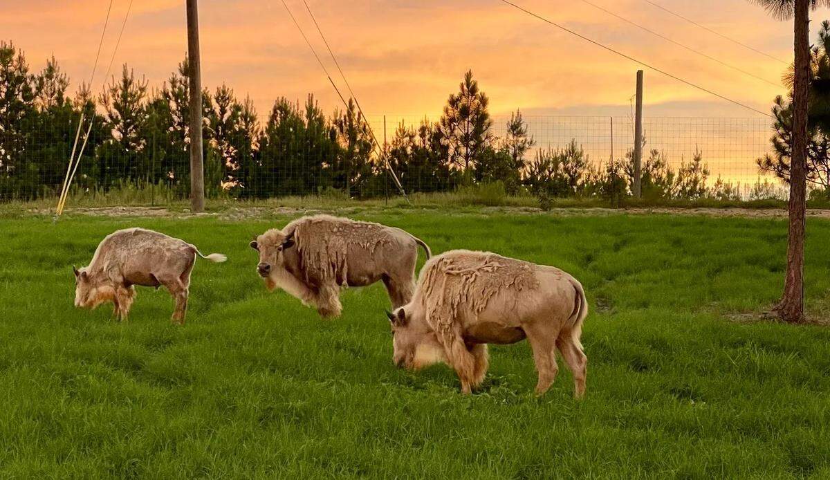 White buffalo are among the exotic animals that can be seen at Little Creek Landing Safari Park in Hattiesburg.