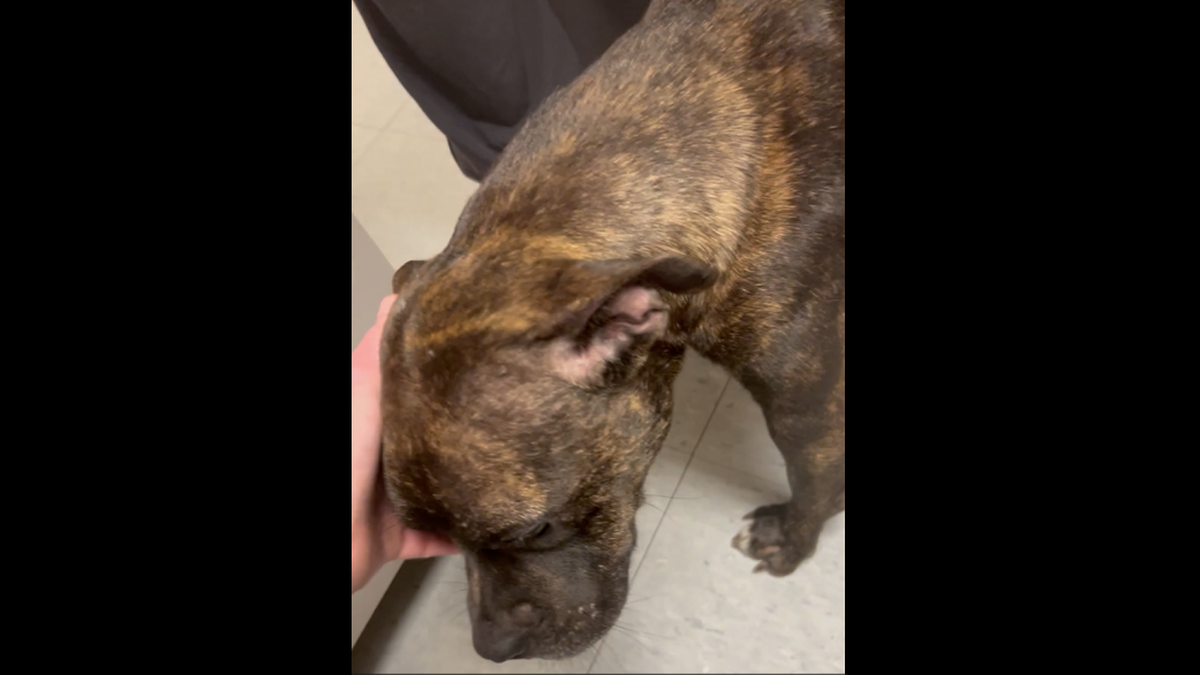 Timothy Sanders pleaded guilty to felony charges of animal cruelty and having unnatural intercourse with his relative’s Pit Bull dog named Baby Girl, pictured here.