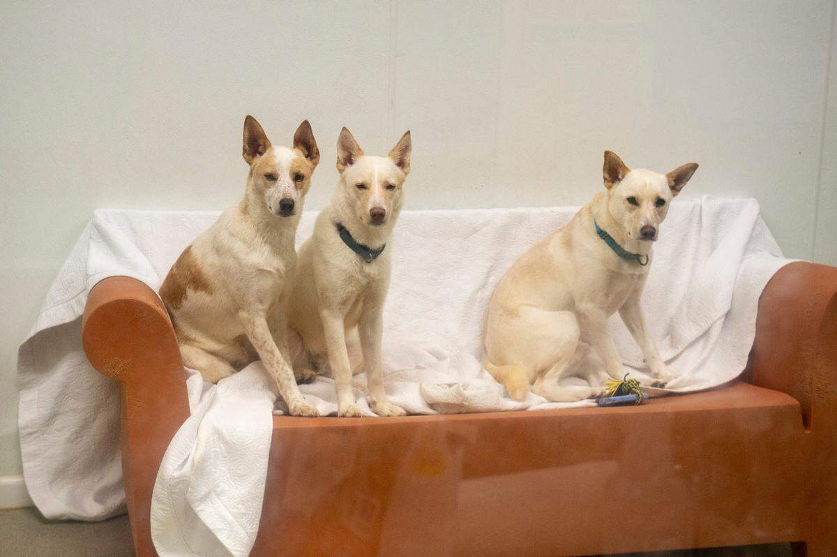 Three dogs sit on a couch in a kennel at the Humane Society of South Mississippi in Gulfport on Thursday, July 7, 2022.
