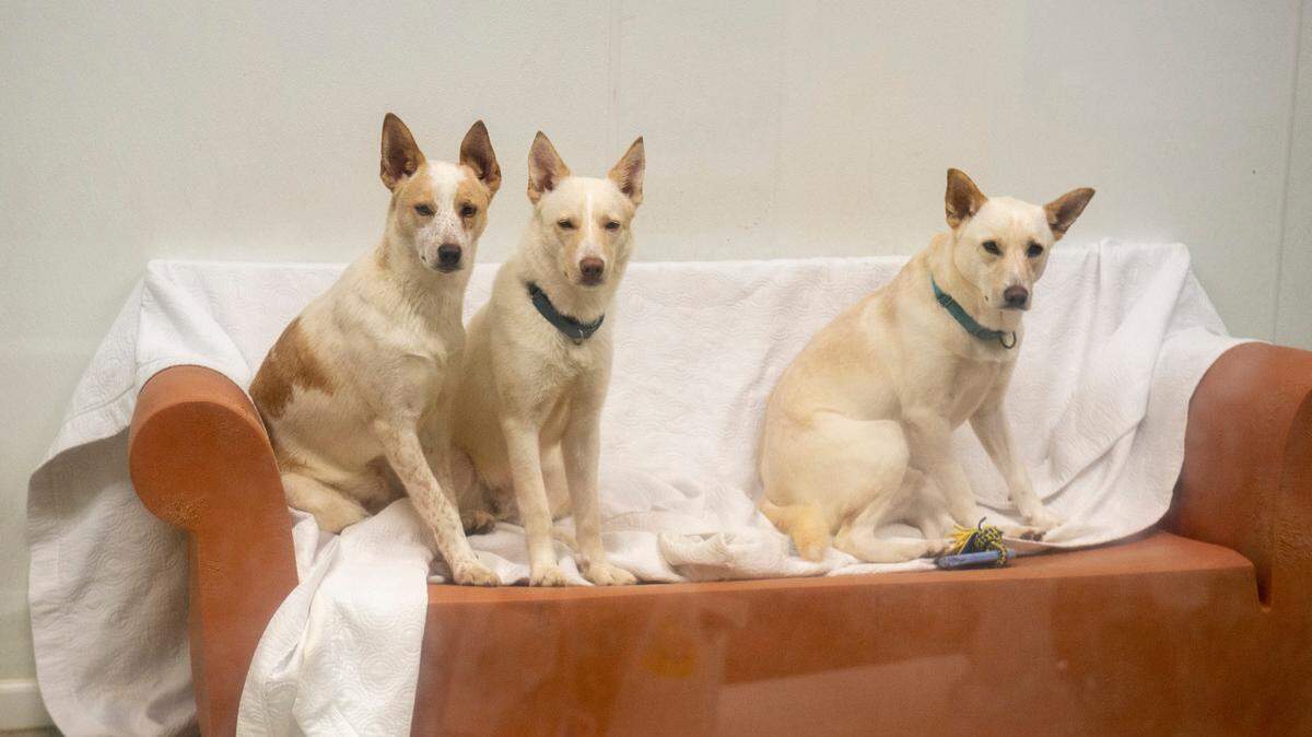 If you’ve got more than two dogs in Wichita, you legally need a permit. Get more details about the city ordinances you need to know before adopting a furry friend.