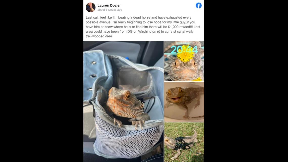 A pet bearded dragon stolen during an armed carjacking outside a dollar store in Augusta, Georgia, has been found and reunited with its owner. 