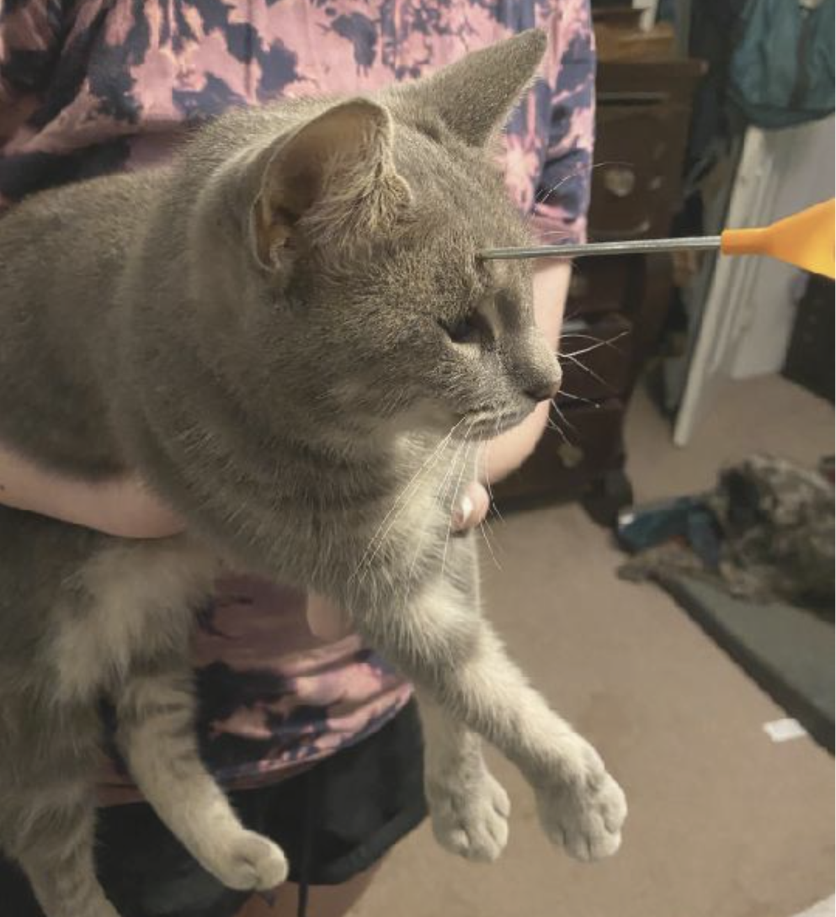 Millie the cat survived after someone shot a blowgun dart at her on Nov. 11, 2021 in Poplarville.