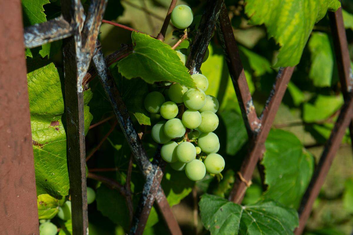 Muscadines grow on a trellis in the backyard of Binoy and Abha Mishra’s home on Scenic Drive in Pass Christian on Tuesday, May 16, 2023.