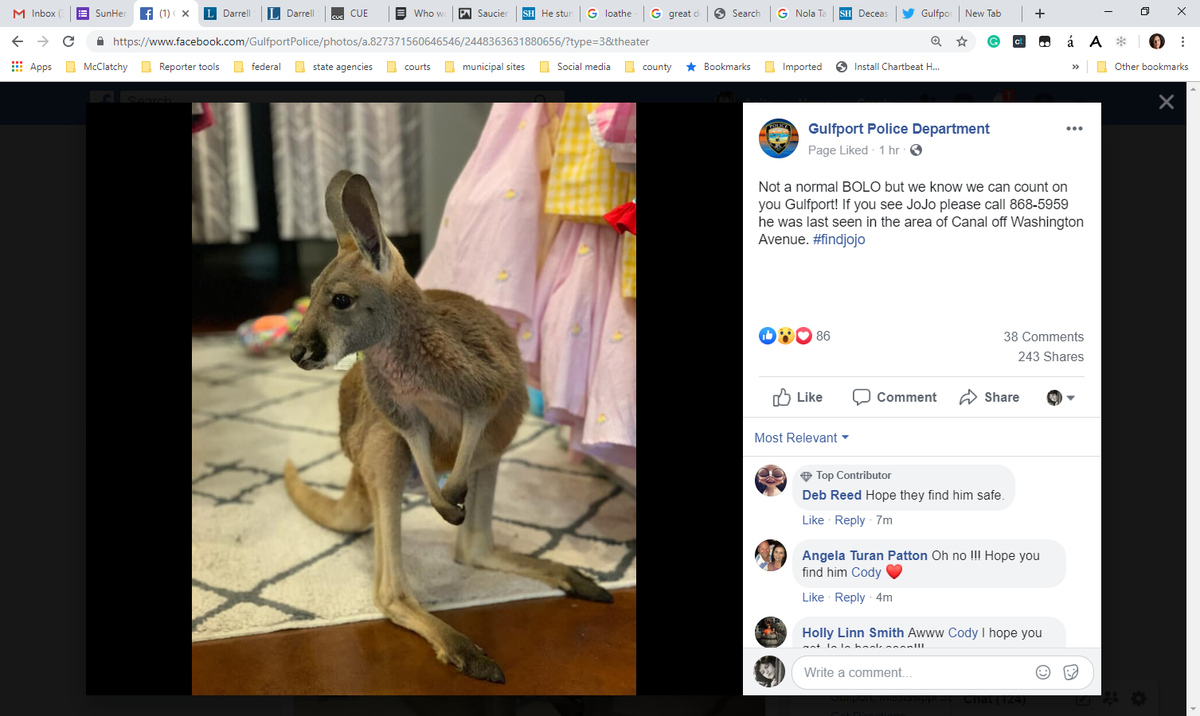 Jojo the kangaroo, missing in Gulfport, is about 3 feet tall. Don’t try to catch him!