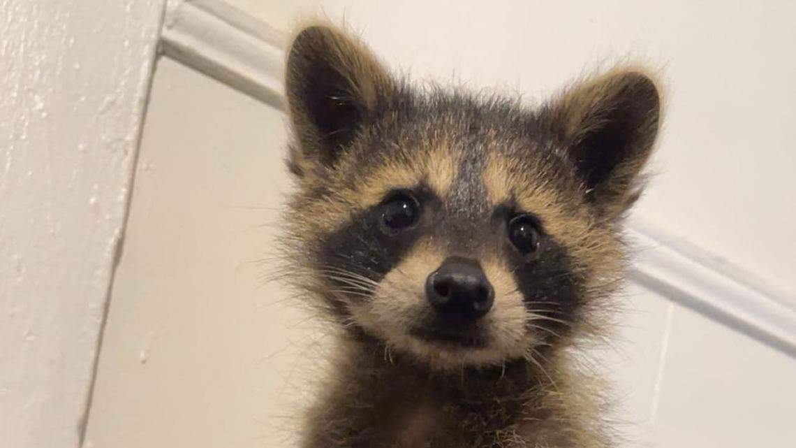 Sun Herald subscribers have spoken, naming RJ the raccoon the Coast’s most unique pet