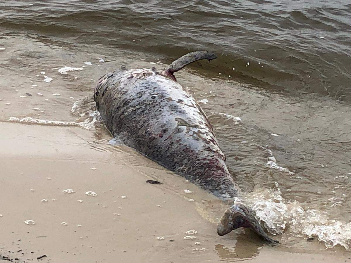 A dolphin carcass that washed ashore from the Mississippi Sound has skin lesions, which is evidence of damage from freshwater intrusion. The dolphin and many others washed up in 2019, after the U.S. Army Corps of Engineers released Mississippi River water from the Bonnet Carré Spillway.