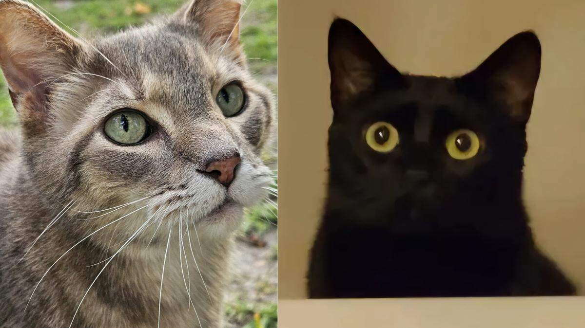 Caesar and Bebe are the co-winners of the Sun Herald’s Cutest Cat contest. Subscribers voted nearly 90,000 times in the three-week poll.