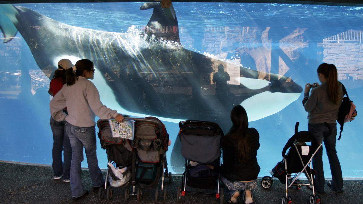 In this Nov. 30, 2006, file photo, people watch through glass as a killer whale swims by in a display tank at SeaWorld in San Diego. SeaWorld filed a lawsuit Tuesday, Dec. 29, 2015, challenging a California commissionís ruling that bans the company from breeding captive killer whales at its San Diego park. (AP Photo/Chris Park, File)