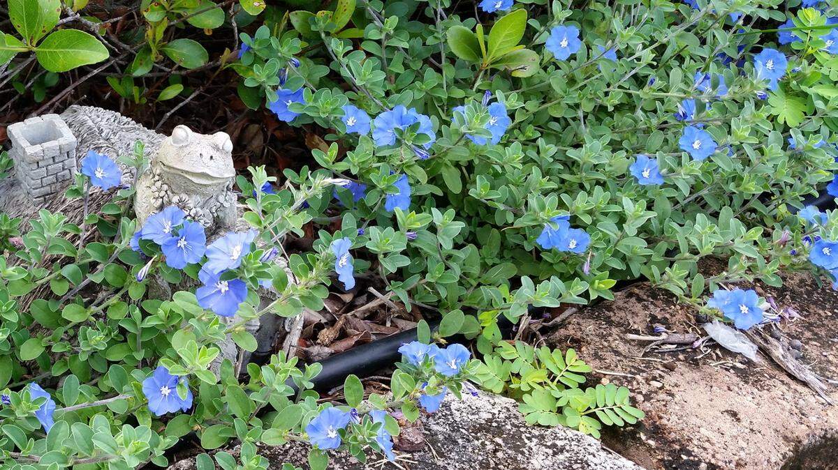 GARY BACHMAN/MISSISSIPPI STATE UNIVERSITYBlue Daze evolvulus spreads rapidly and makes a good ground cover. Its funnel-shaped flowers are sky blue and open for only one day.