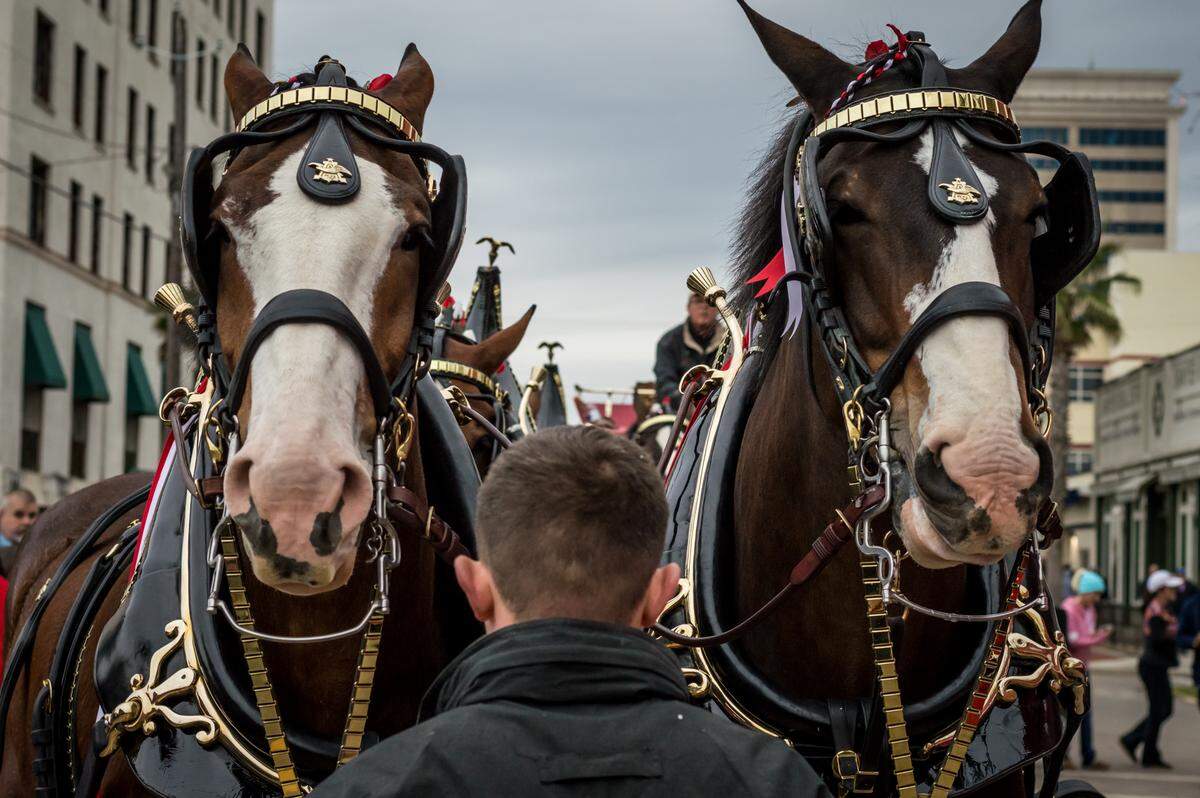 The Budweiser Clydesdales are ready to parade in Gulfport in 2019. The team will return to the Coast in April, in conjunction with Thunder Over the Sound air show.