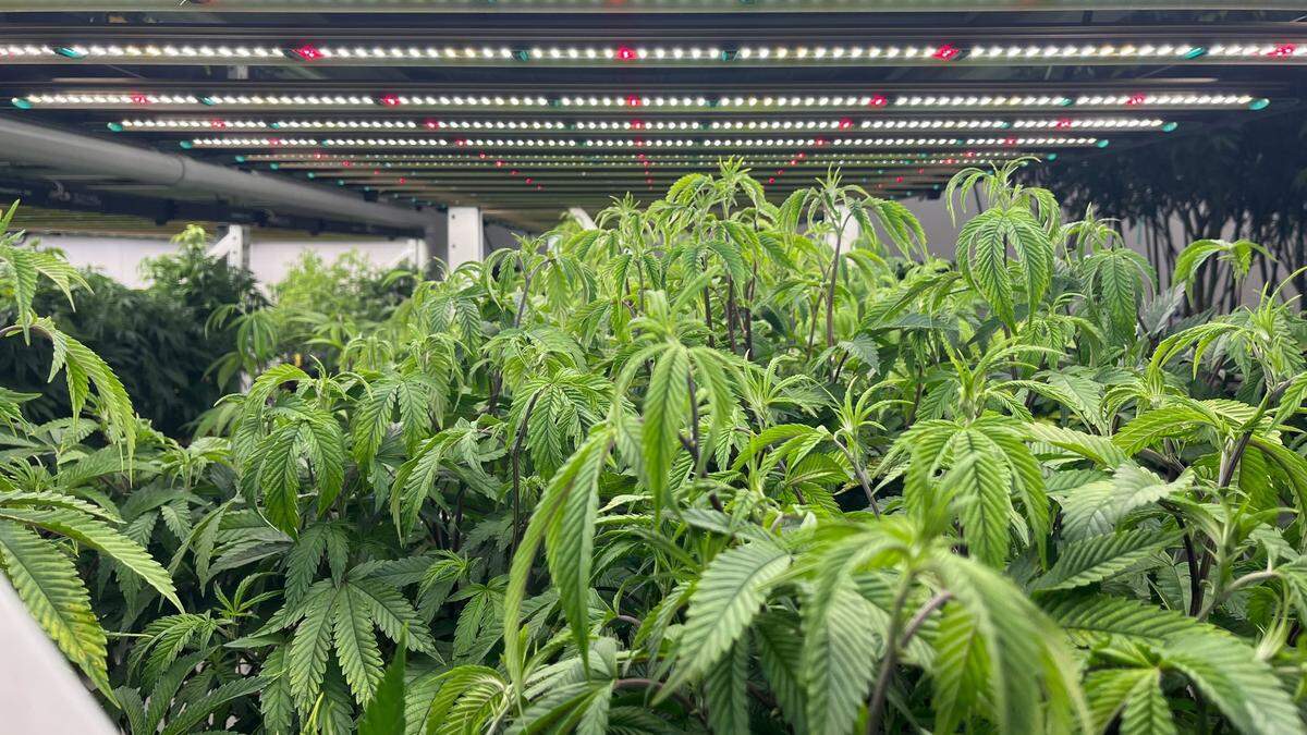 Young cannabis plants grow at Southern Therapeutics in Gautier.