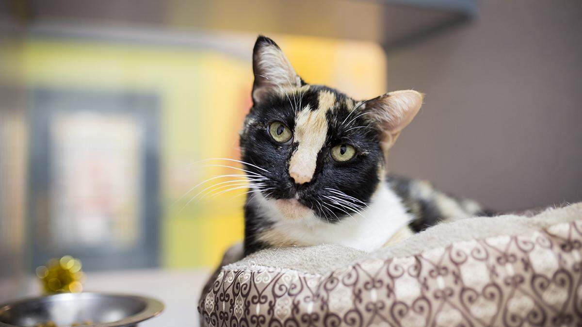 Madeline (30270830), a spayed, 4-year-, 1-month-old female domestic shorthair mix, is the featured pet of the week for the Humane Society of South Mississippi, 2615 U.S. 49, Gulfport. For details about adopting a pet, call 863-3354 or check out hssm.org. All animals adopted through HSSM are spayed/neutered, given shots and are microchipped. Other pets are also available at the Hancock County Animal Shelter, 7175 Texas Flat Road, Kiln, 466-4516, or the Jackson County Animal Shelter, 4400 Audubon Drive, Gautier, 497-6350. Contact each shelter for adoption fees.