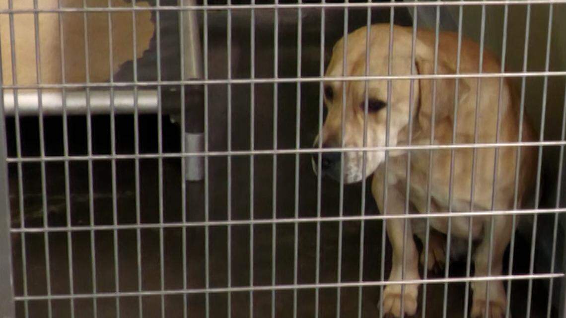 Abandoned pets left unprotected across MS by weak legal protection, limited enforcement