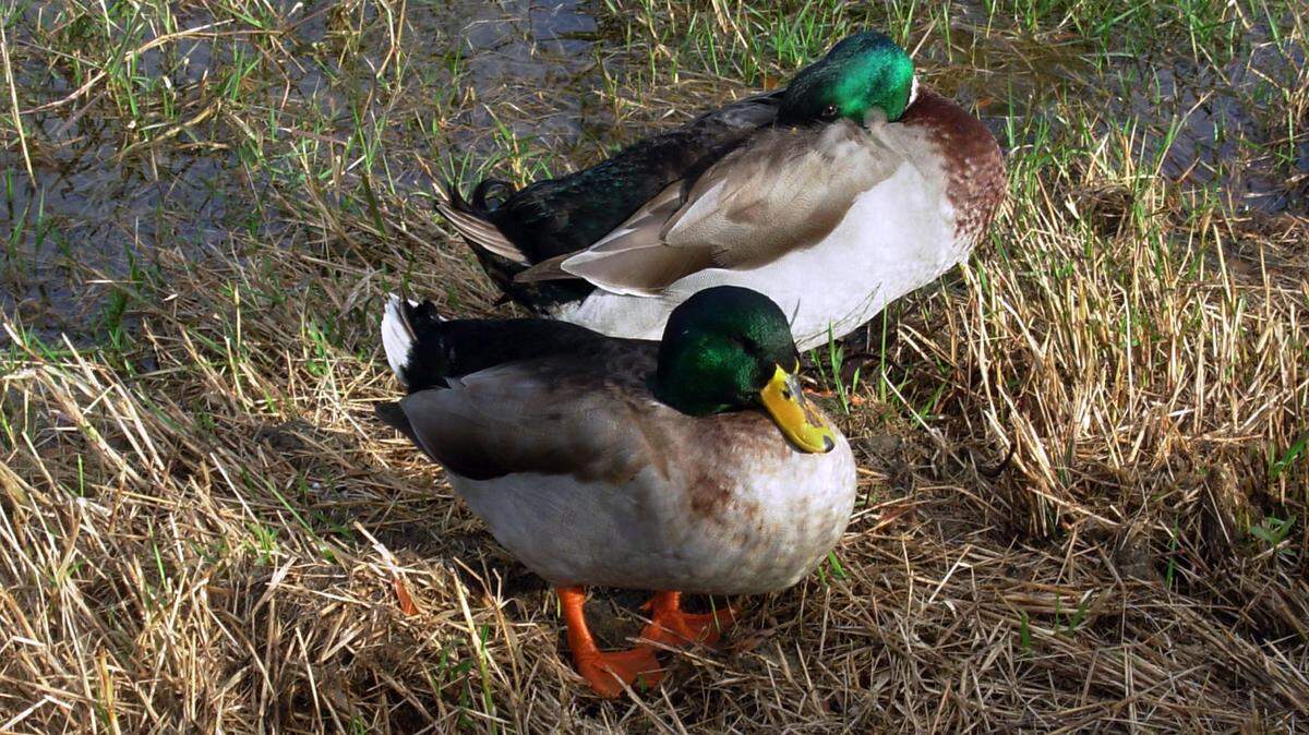 TAMMY SMITH/SUN HERALD 
 Resident ducks take a nap on the banks of the pond at Francis X. Collins Fitness Center in Gulfport. Through Ducls Unlimited, several SEC schools have chapters.