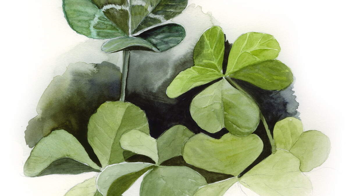300 dpi Lee Hulteng llustration of a shamrock. MCT 2011 krtworld world; krt; krtcampus campus; mctillustration; ireland; IRL; krteurope europe; 08008000; HUM; krthumaninterest human interest; ODD; plant; 10011000; FEA; krtfeatures features; krtholiday holiday; krtlifestyle lifestyle; krtstpatrick st. patrick’s day st saint patricks; krtwinter winter; LEI; leisure; LIF; public holiday; mct krt hulteng; shamrock; three-leaf clover; 2011; krt2011