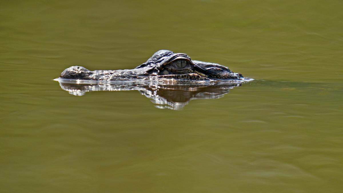 An alligator is seen on Avery Island, Louisiana, on April 27, 2021. It is not the alligator that attacked the man in floodwaters following Hurricane Ida.