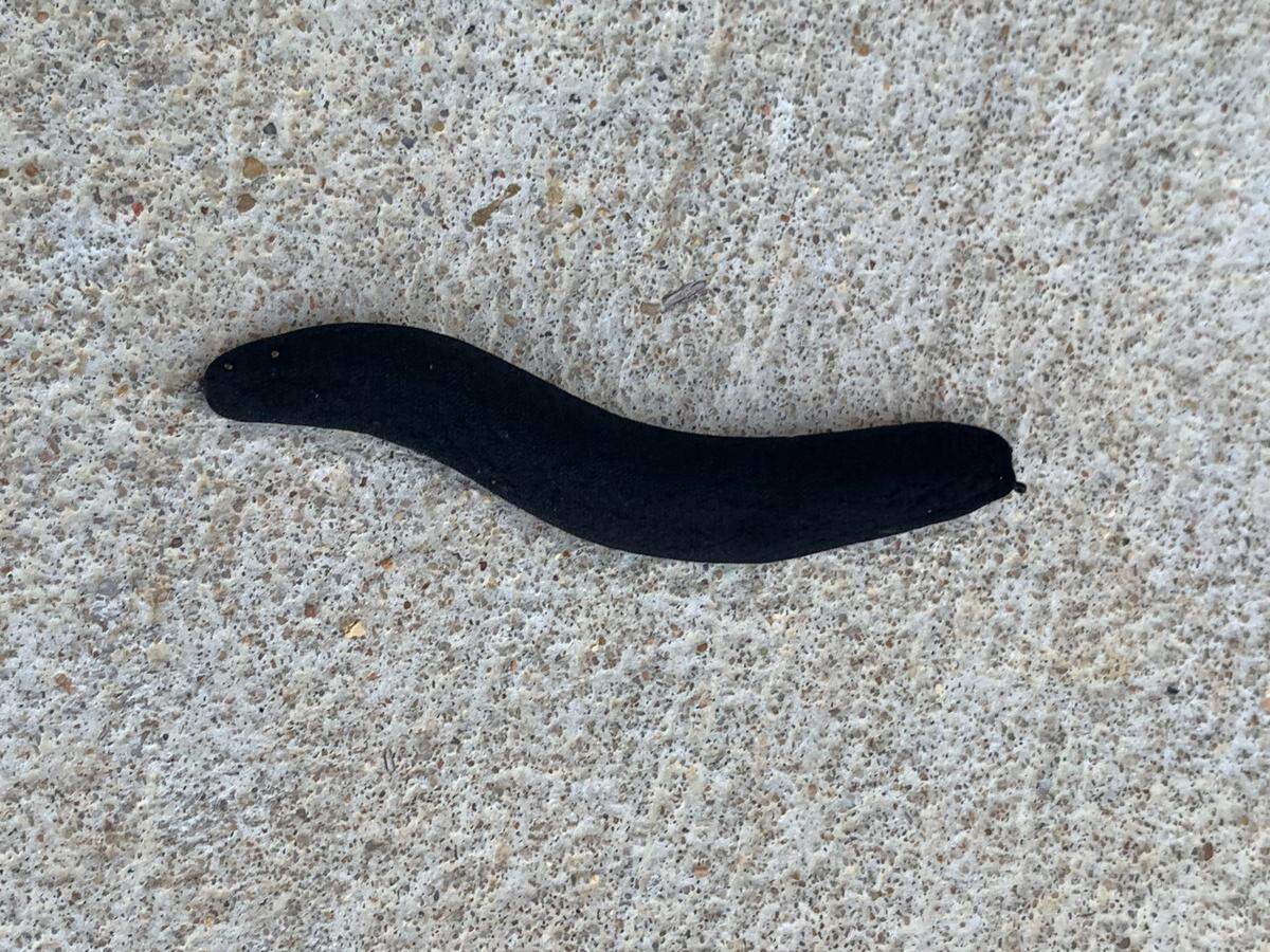 Around 40 sightings of the black velvet leatherleaf slug were reported this year, with more than half coming from Jackson County.