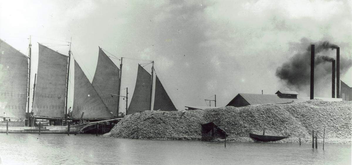 In the early 1900s seafood factories bustled across the Mississippi Gulf Coast. During the colder months when it was oyster season, the by-product was shells, pictured here near Biloxi factories. The shells were used for land fill, road paving, creating more oyster reefs and chicken grit.