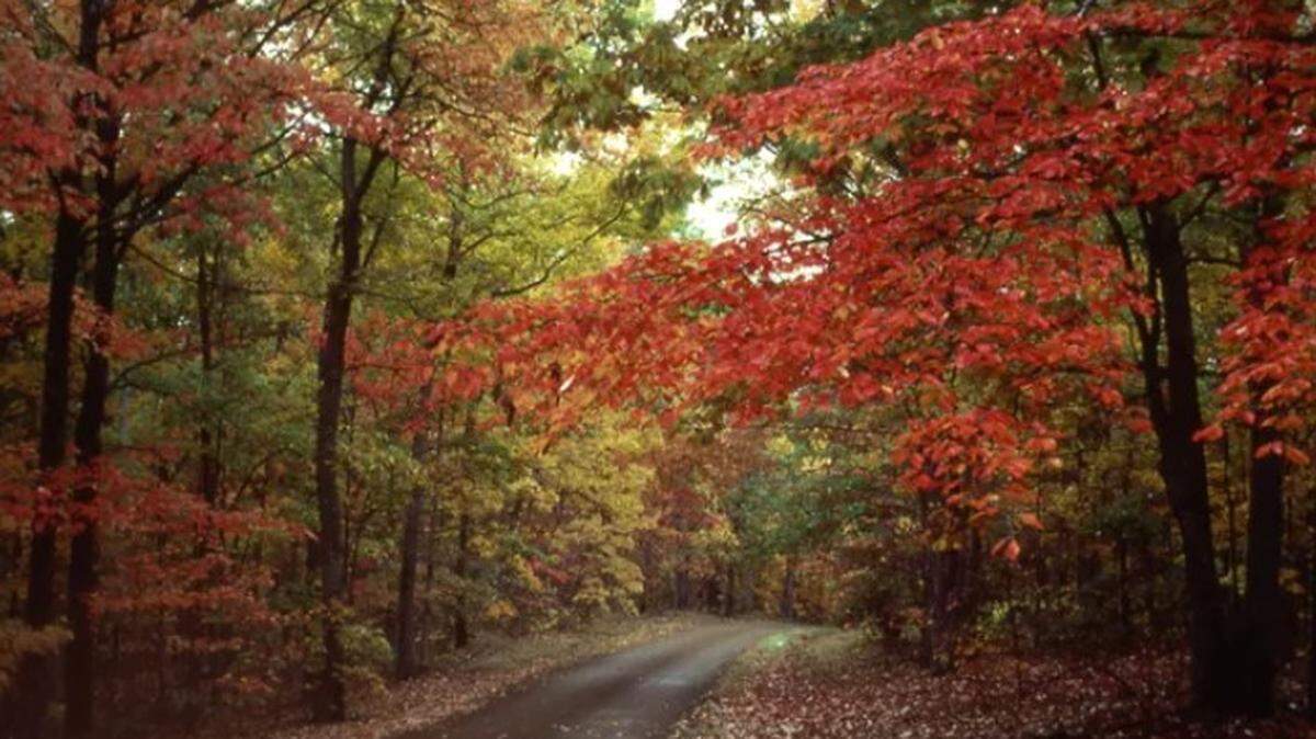 Autumn colors will soon stretch across the Mississippi trees, according to fall foliage prediction map.