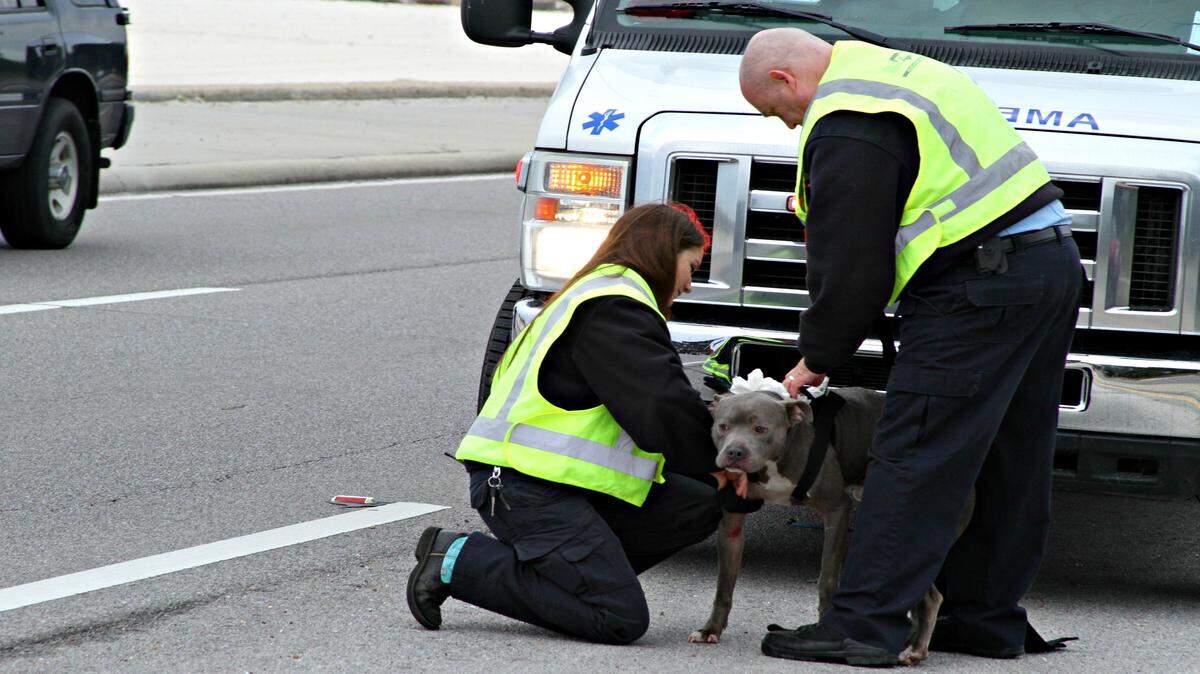 ANITA LEE/SUN HERALD 
 Paramedic Sara Rittenhouse and EMT Arthur Deborger of American Medical Response secure a pit bull that wandered into traffic on U.S. 90 Thursday morning between St. John and St. Charles avenues in Biloxi. Biloxi Animal Control planned to take the male dog to the Harrison County Humane Society shelter in Gulfport.