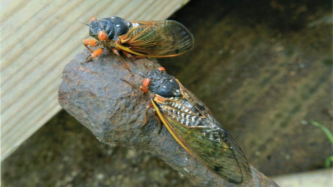 ‘Zombie’ cicadas infected with psychedelic fungus can survive without most of their bodies